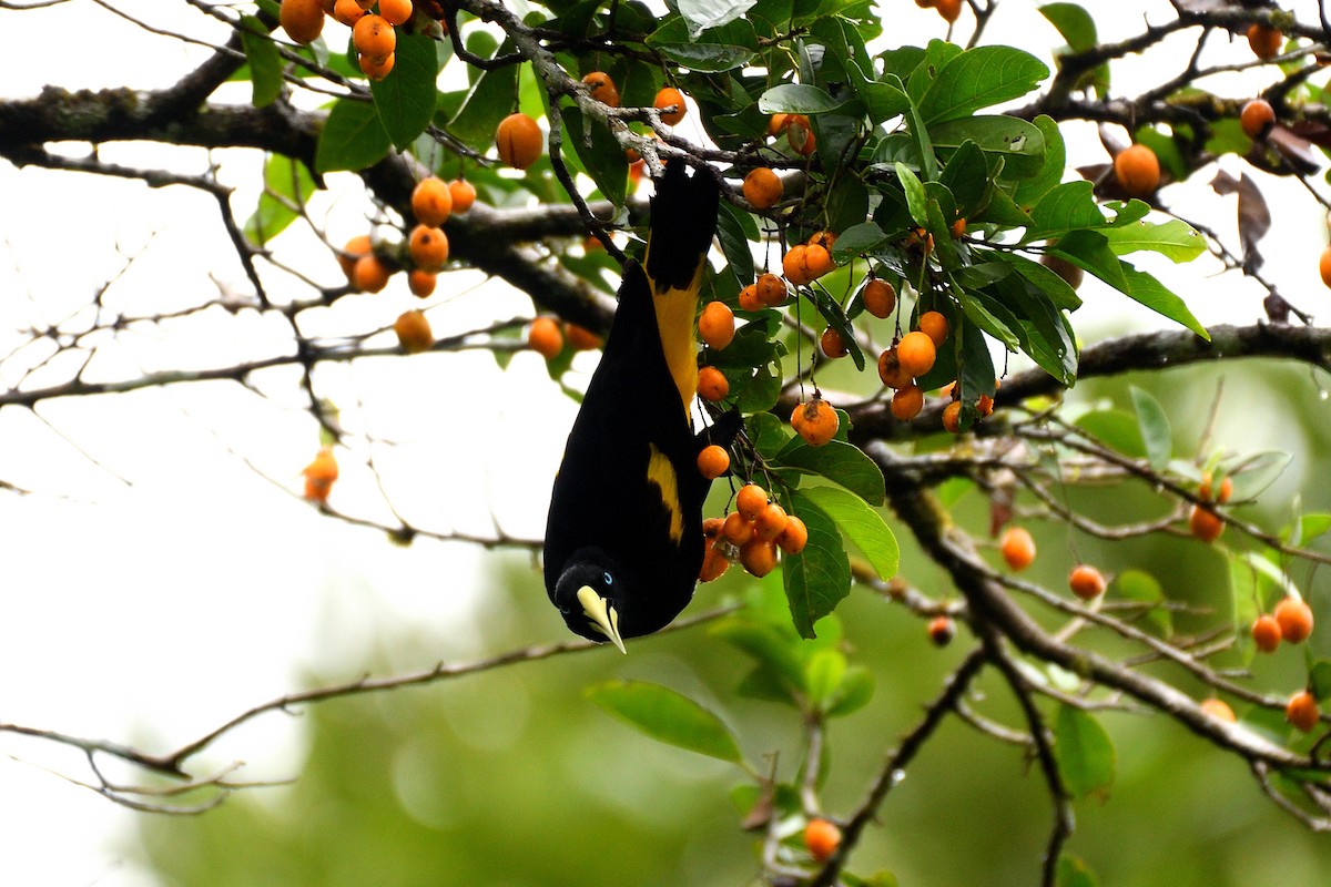 Yellow-rumped Cacique - ML144918811