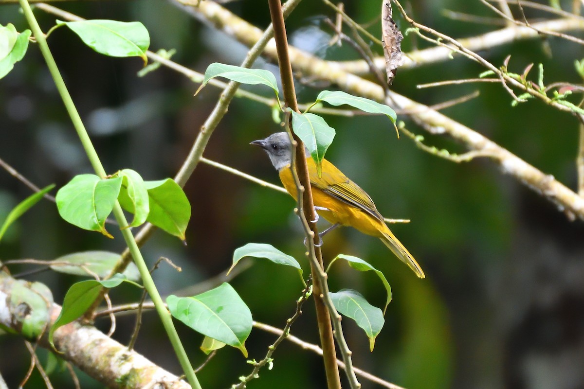 Gray-headed Tanager - ML144918971