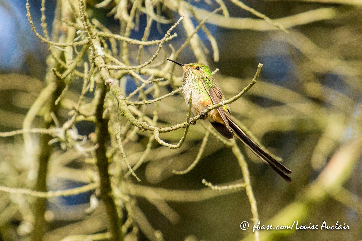 Black-tailed Trainbearer - ML144918991