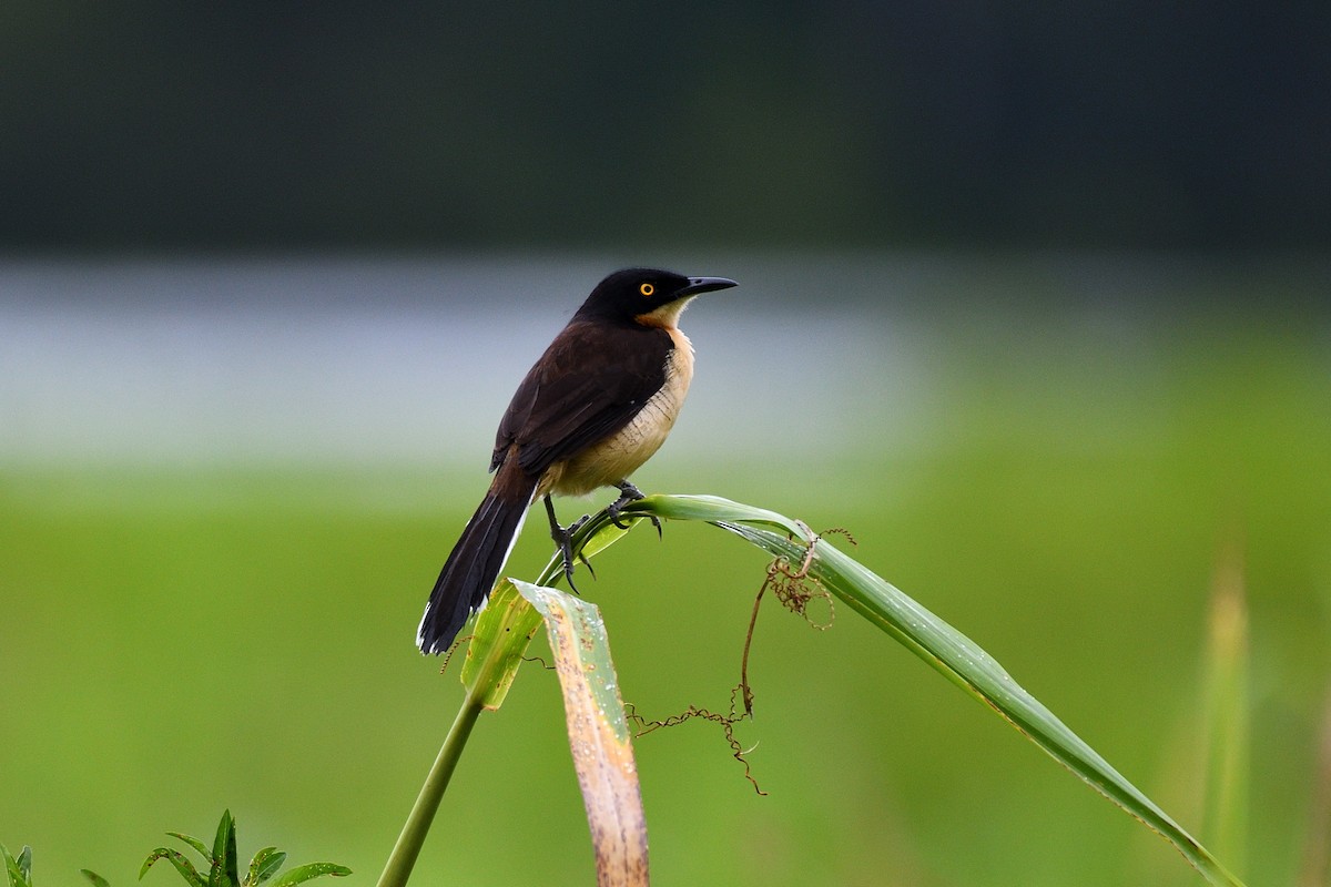 Black-capped Donacobius - ML144920501