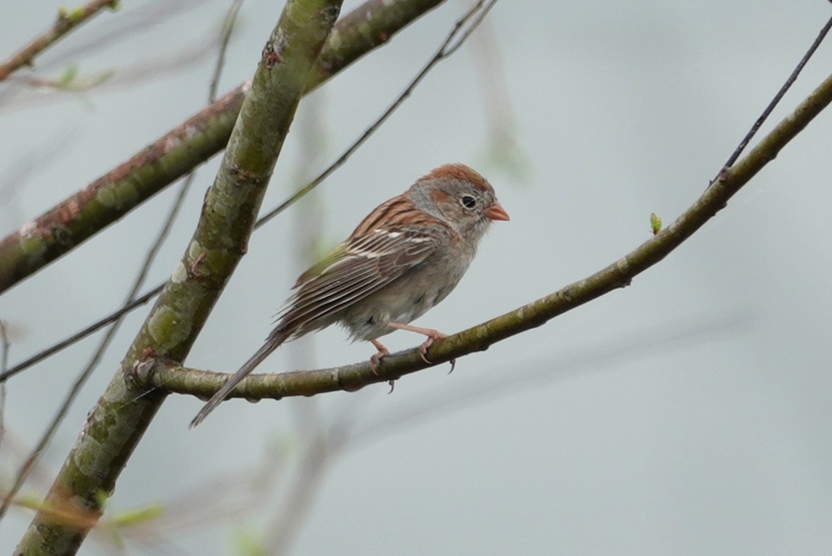 Field Sparrow - deborah grimes