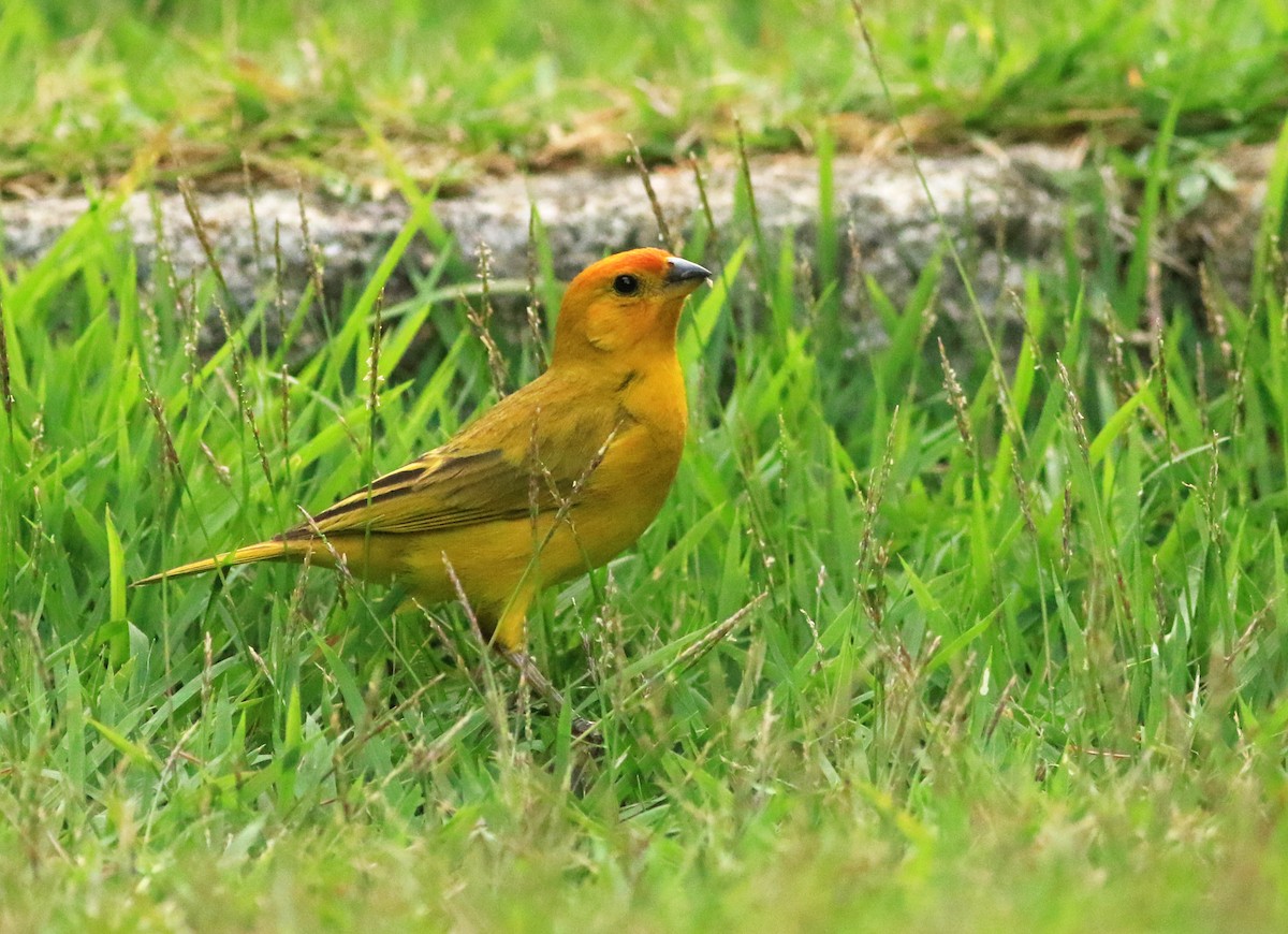 Saffron Finch - ML144921281