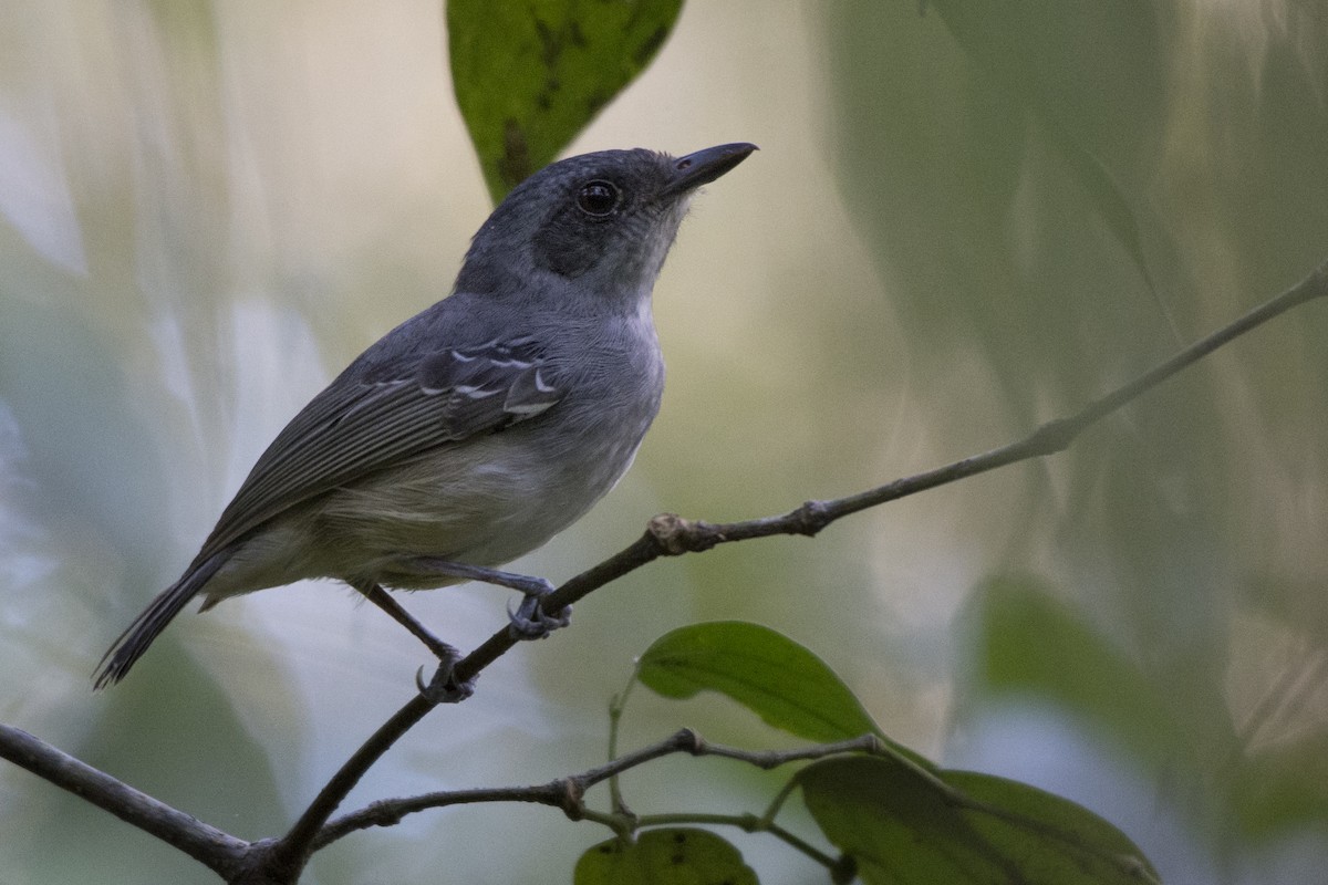 Plain Antvireo - ML144922001