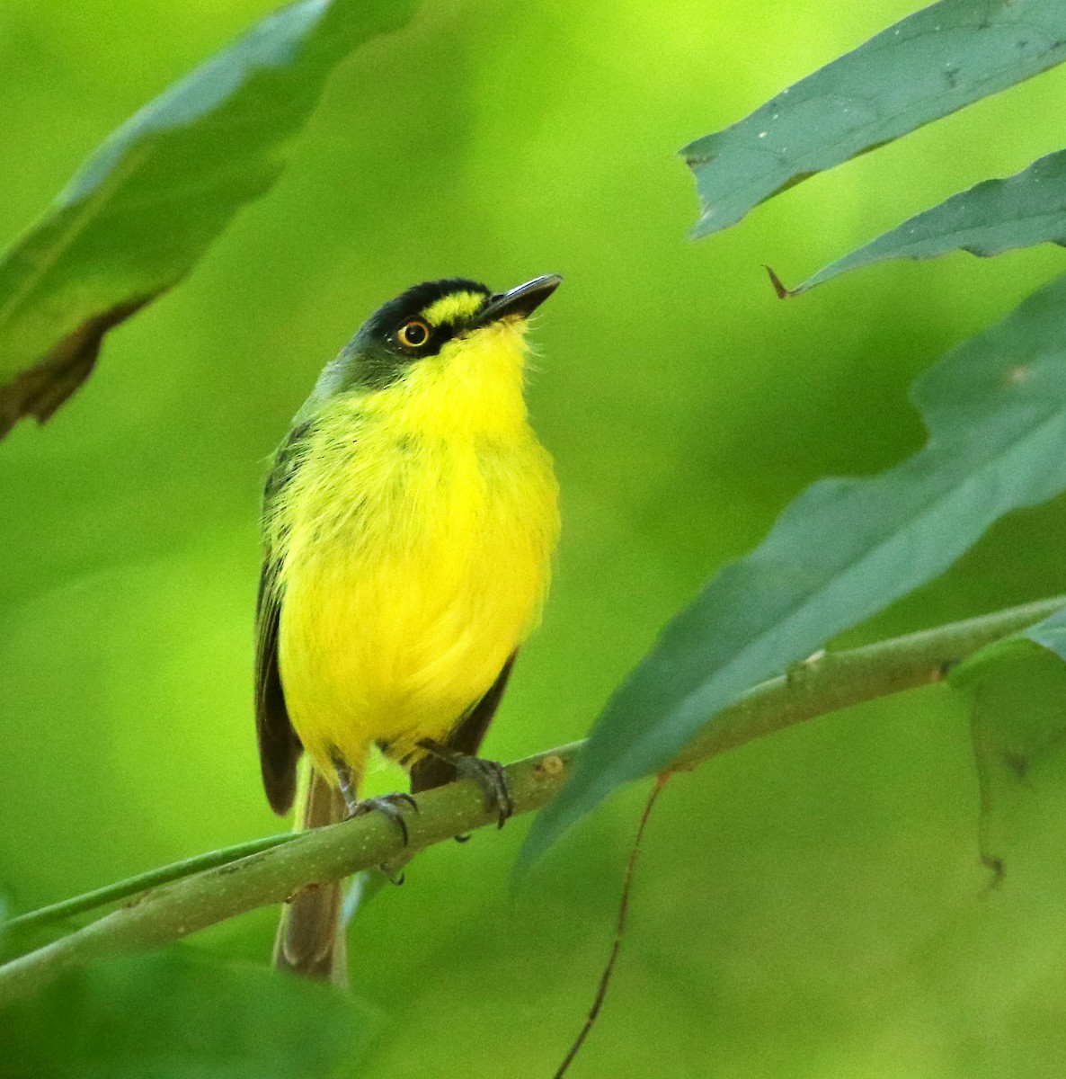 Gray-headed Tody-Flycatcher - ML144924241