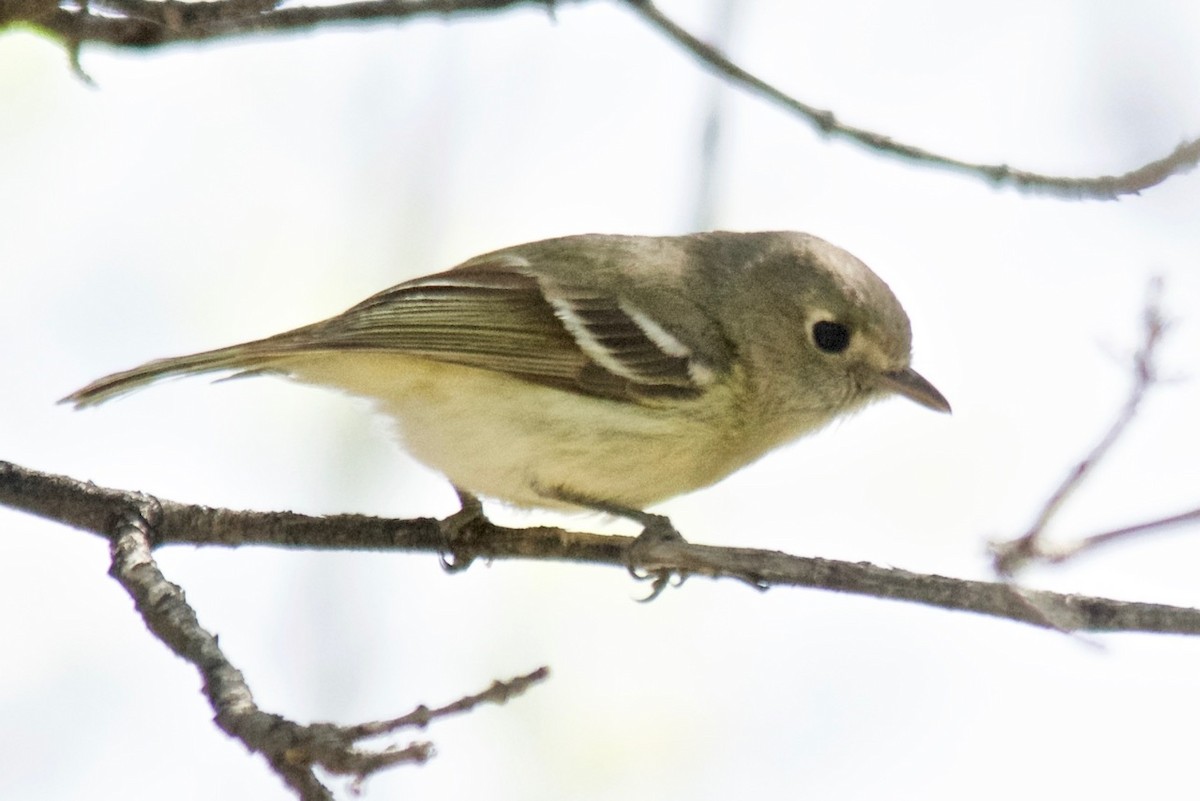 Hutton's Vireo - ML144924271