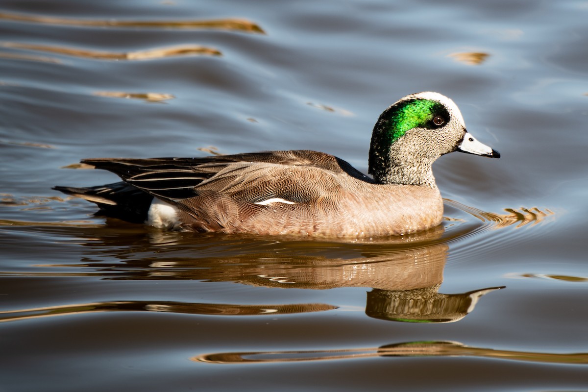 American Wigeon - ML144924791