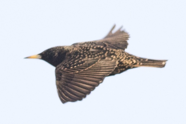 European Starling - ML144926121