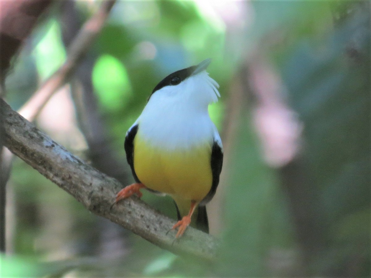 Manakin à col blanc - ML144926301