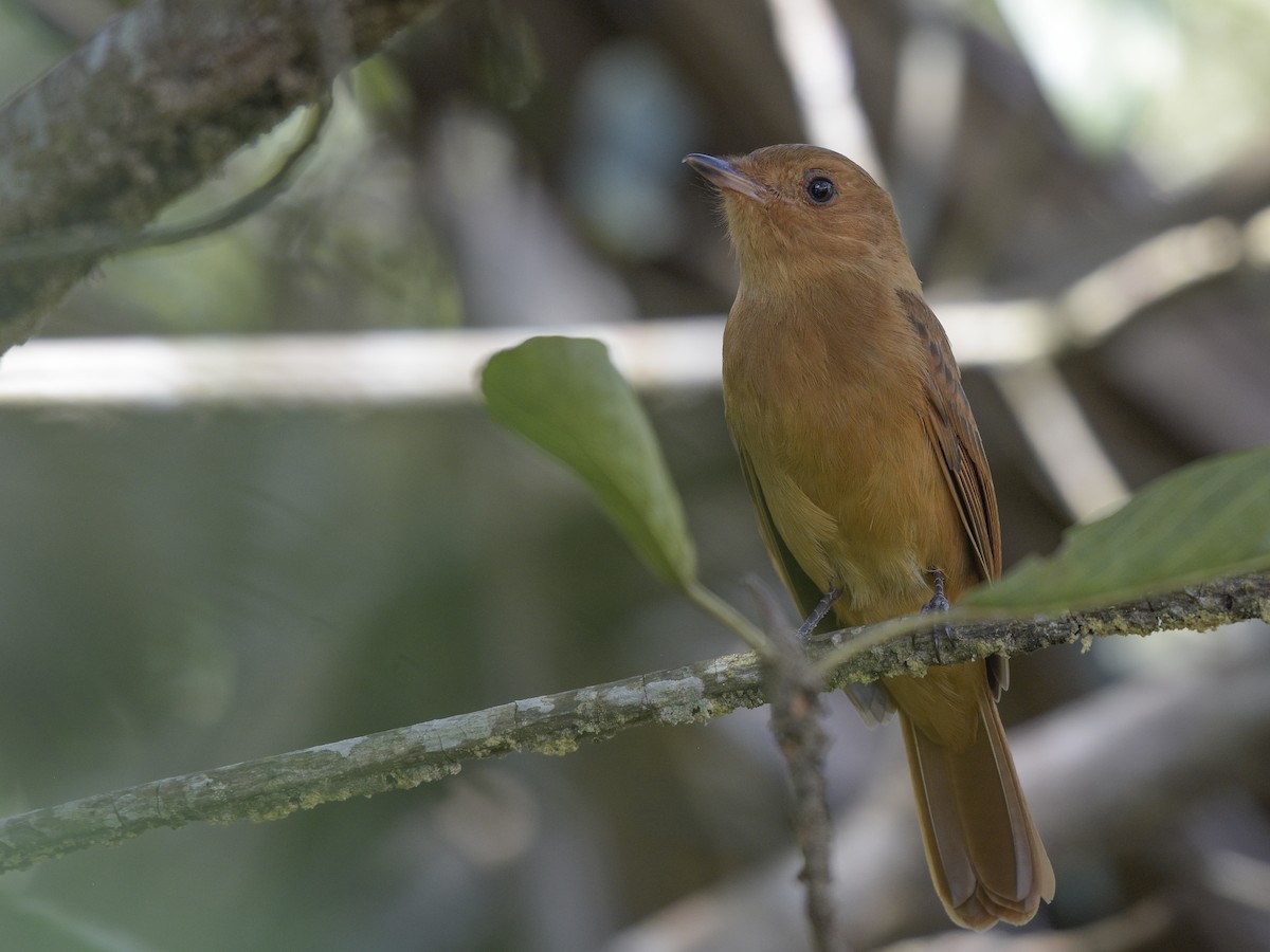 Rufous Mourner - Carlos Echeverría