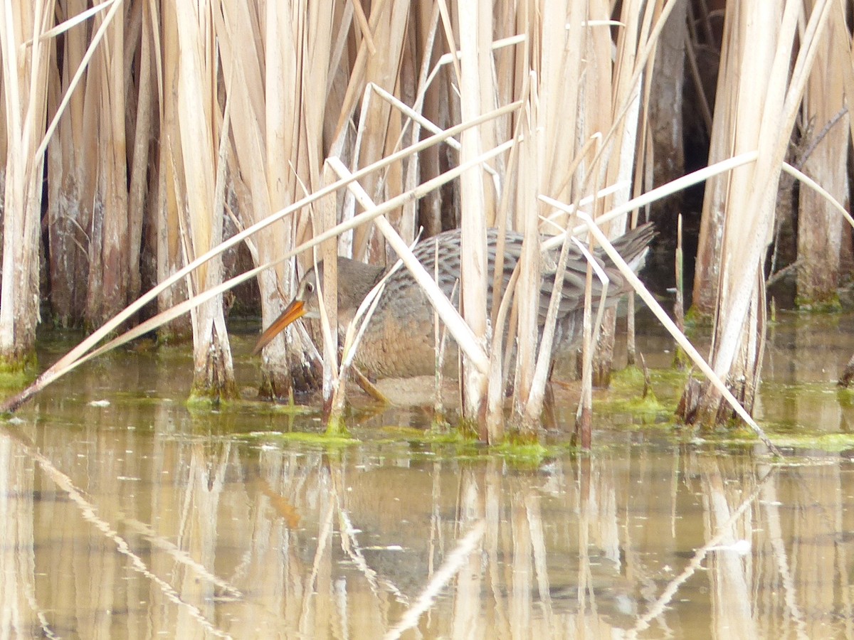 Ridgway's Rail - ML144927281