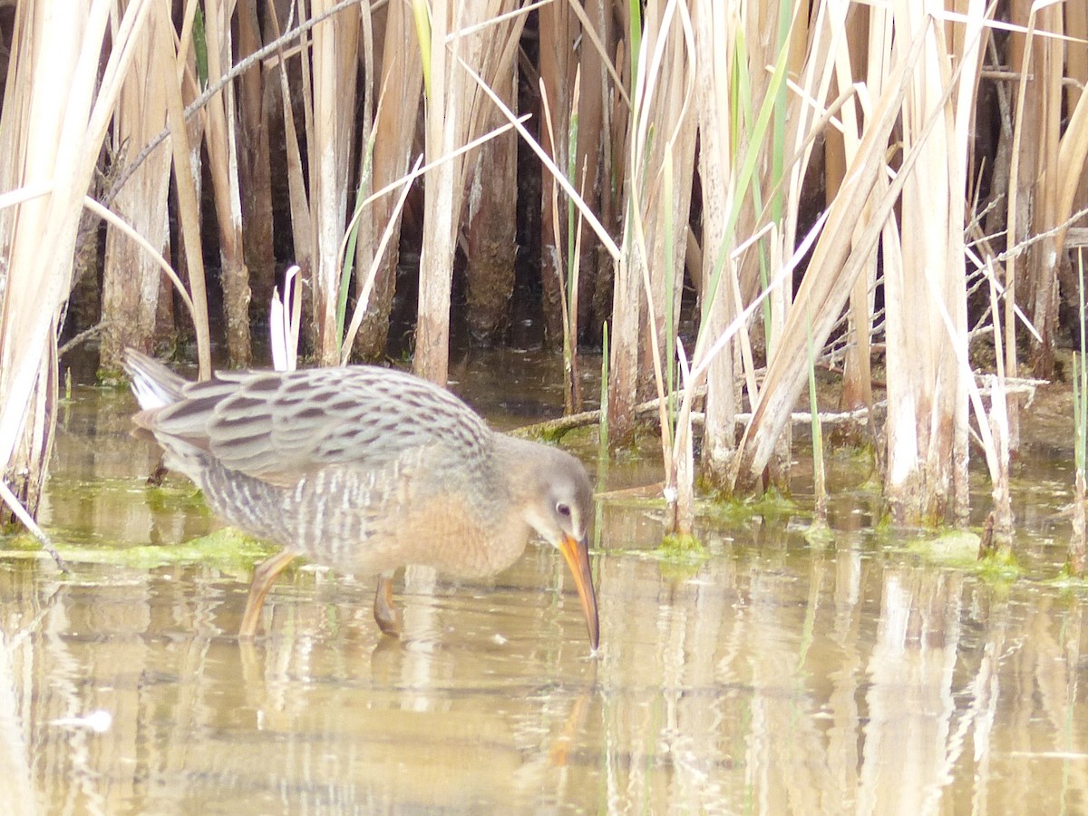 Ridgway's Rail - ML144927291