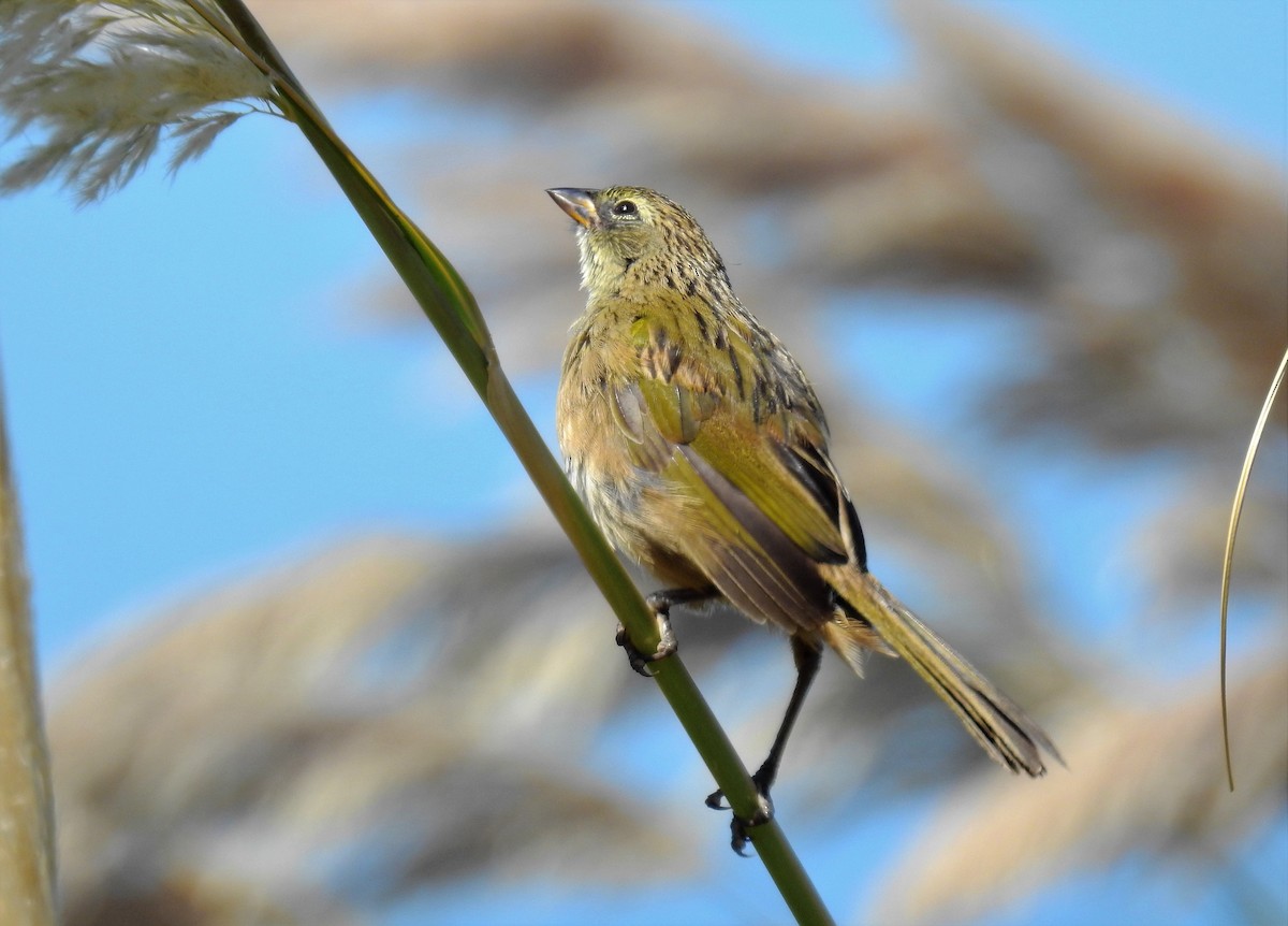 Great Pampa-Finch - Pablo Alejandro Pla