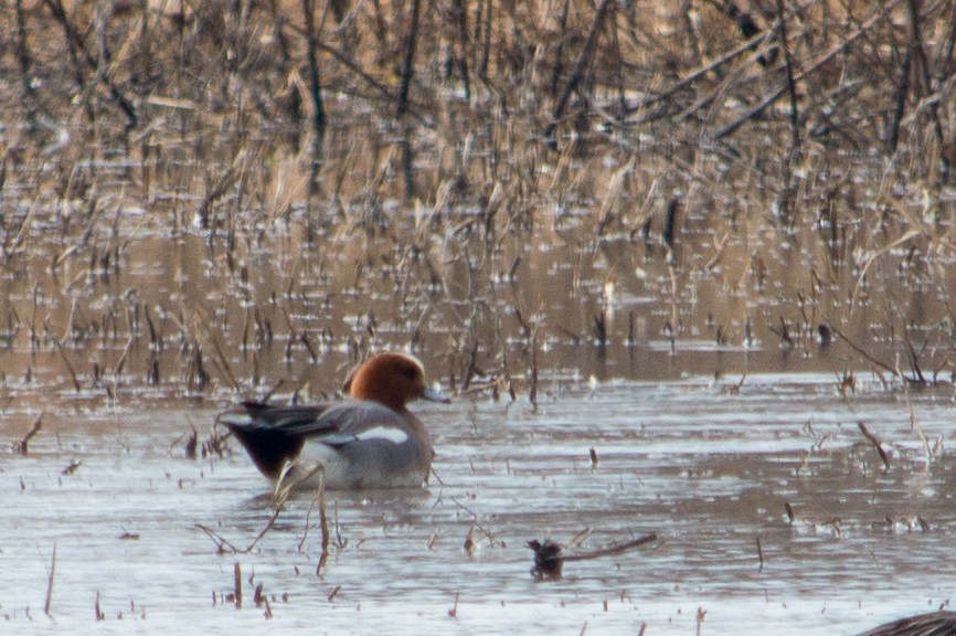 Eurasian Wigeon - Jordan Parrott