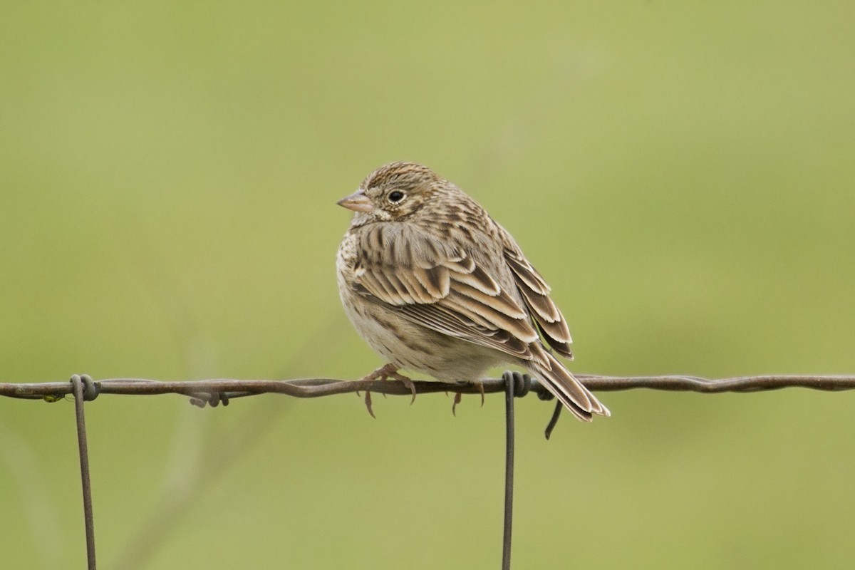 Vesper Sparrow - ML144929791