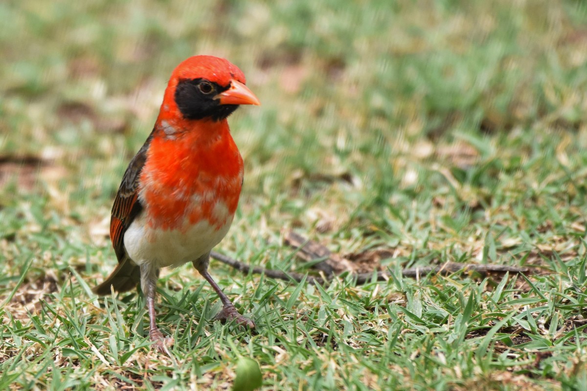 Red-headed Weaver - ML144932261