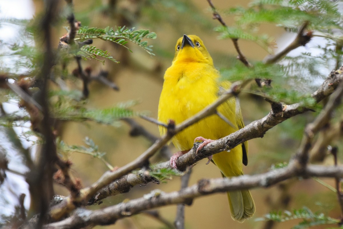 Holub's Golden-Weaver - ML144932461