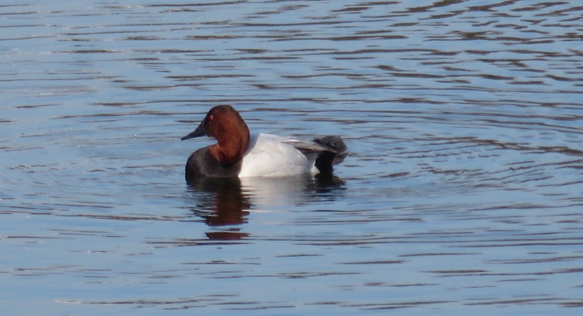 Canvasback - ML144932481