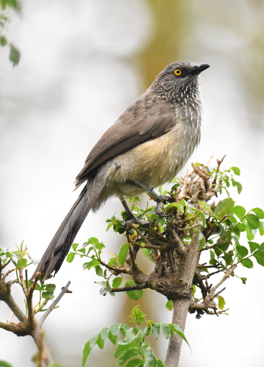 Arrow-marked Babbler - ML144932841