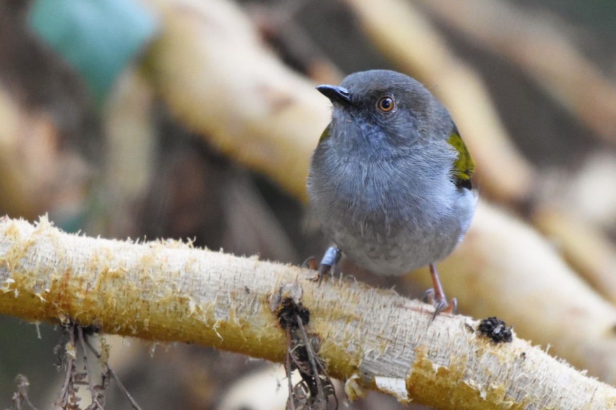 Green-backed Camaroptera (Gray-backed) - ML144932911