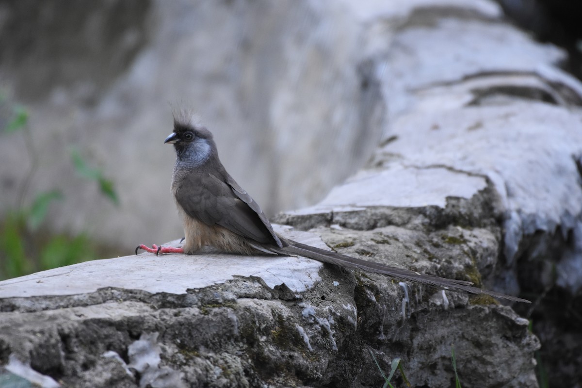 Speckled Mousebird - ML144933881