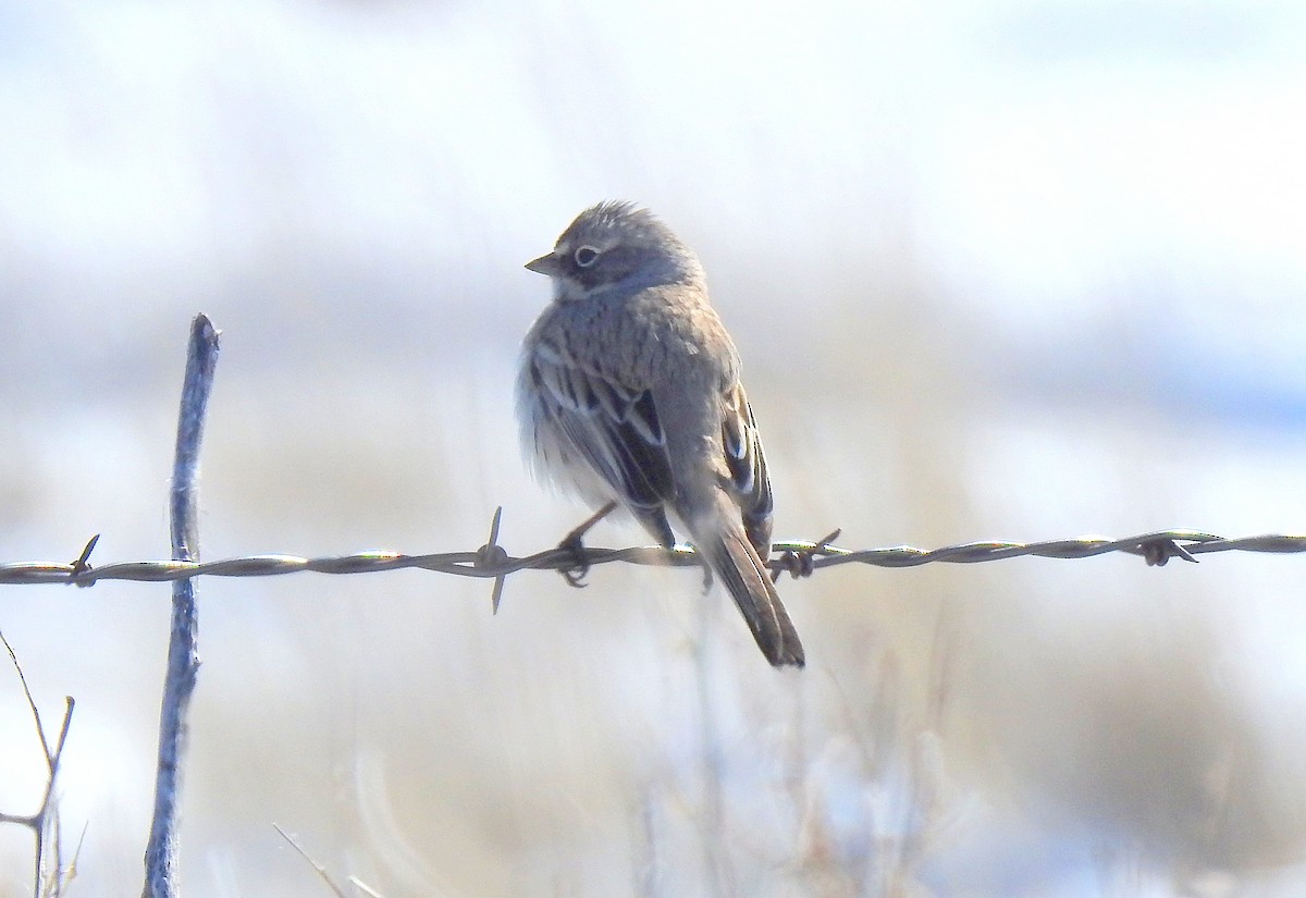 Sagebrush Sparrow - ML144938561