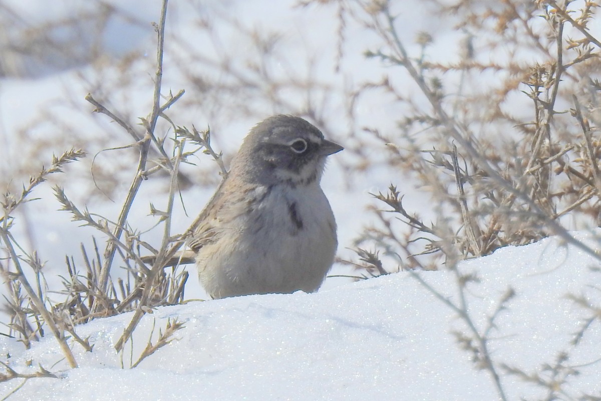 Sagebrush Sparrow - Diana LaSarge and Aaron Skirvin