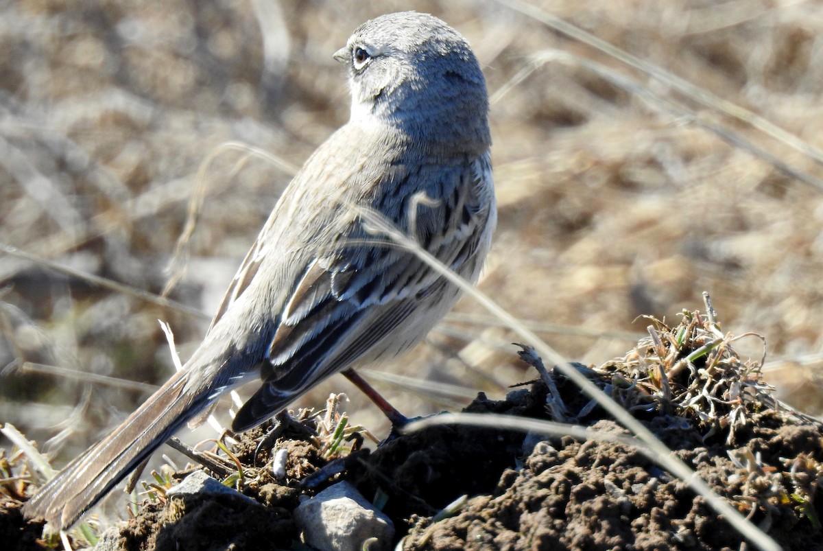 Sagebrush Sparrow - ML144938711