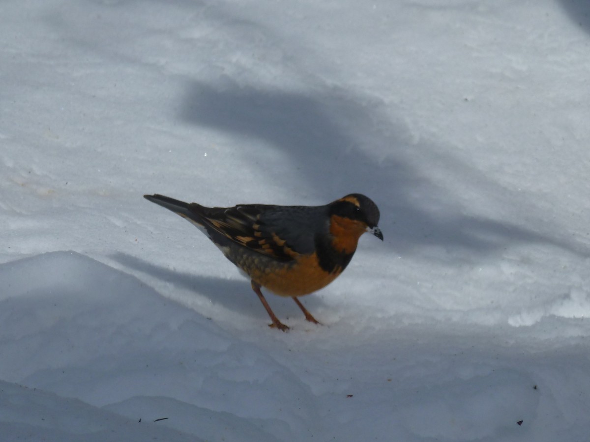 Varied Thrush - ML144939471