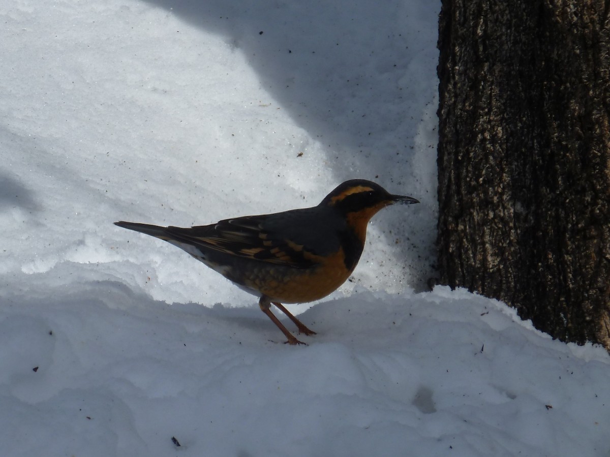 Varied Thrush - ML144939501