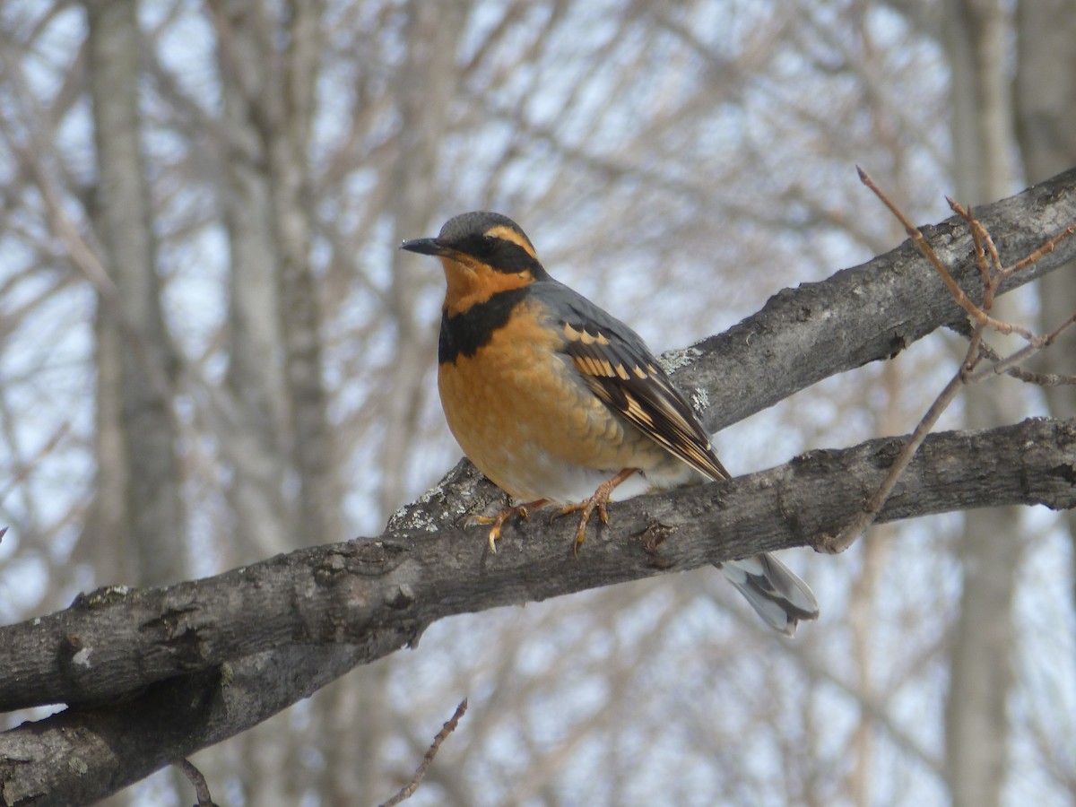 Varied Thrush - ML144939761