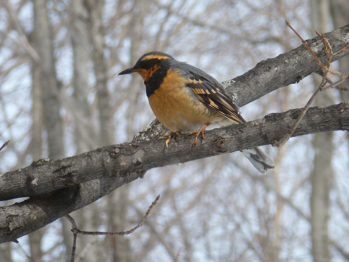 Varied Thrush - ML144939811