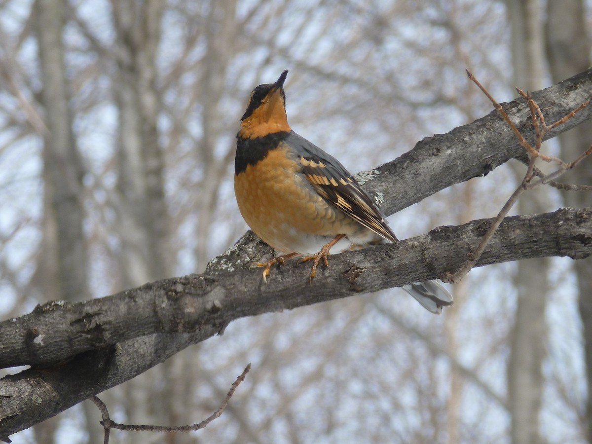 Varied Thrush - ML144939821