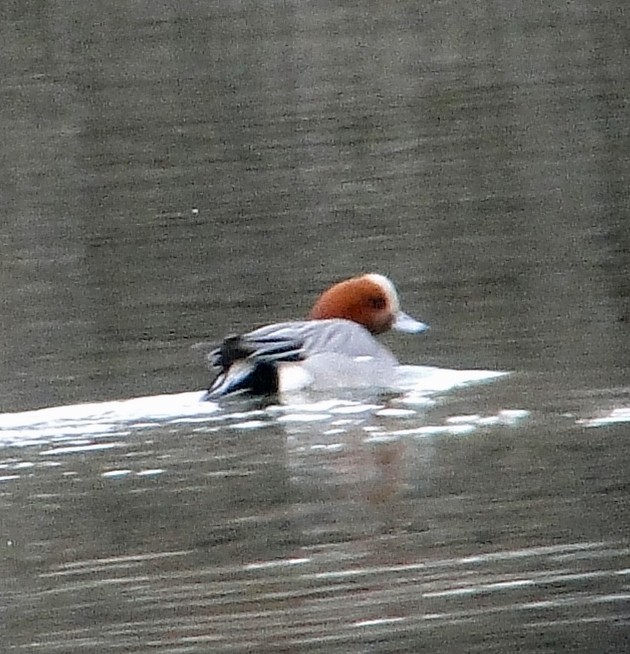 Eurasian Wigeon - ML144940491