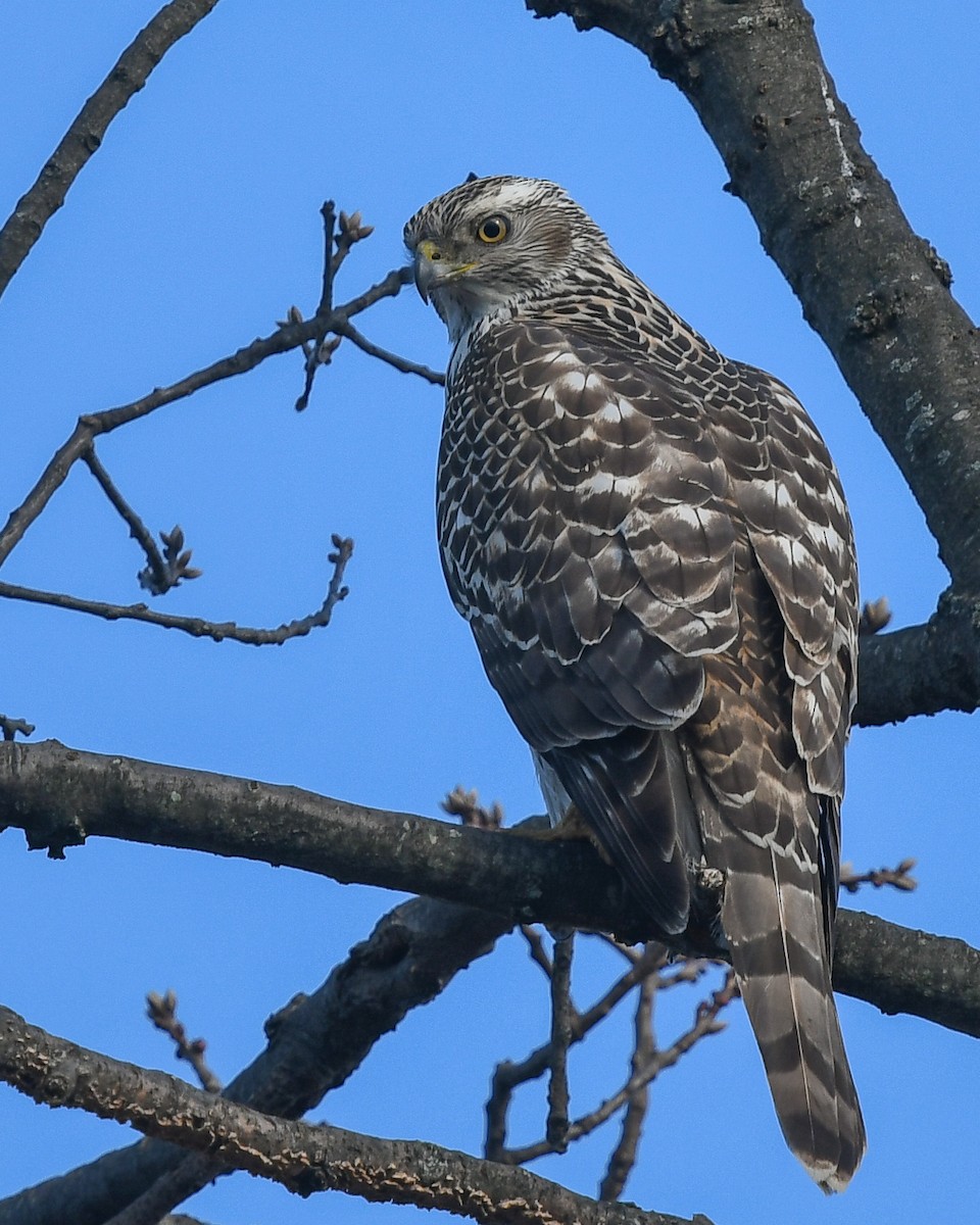 American Goshawk - ML144941301