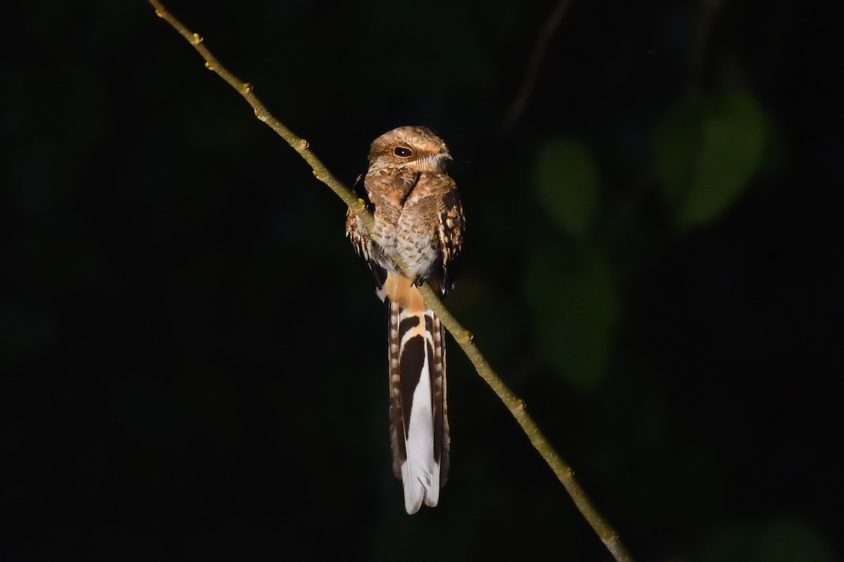 Ladder-tailed Nightjar - ML144942151