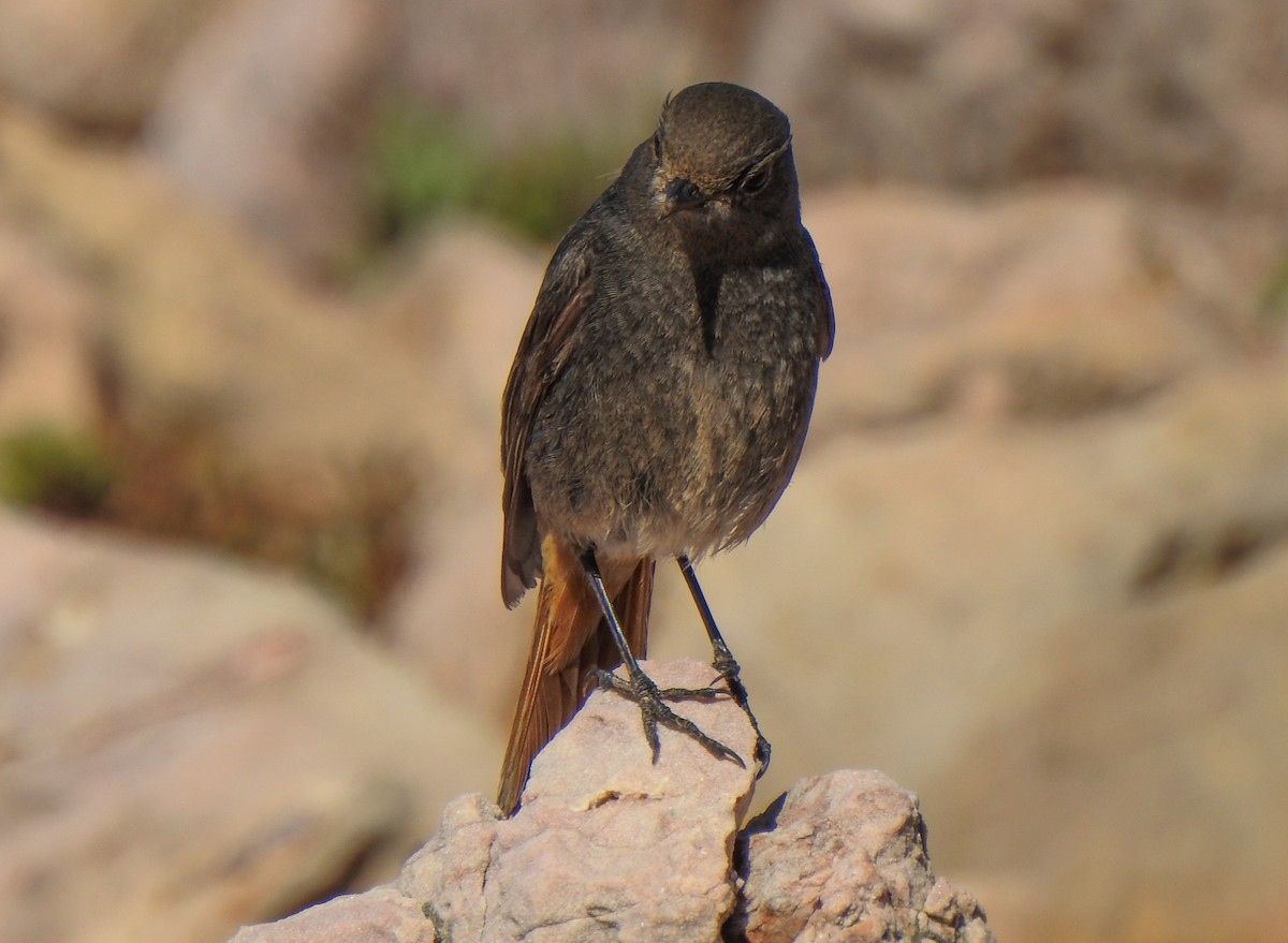 Black Redstart - ML144943591