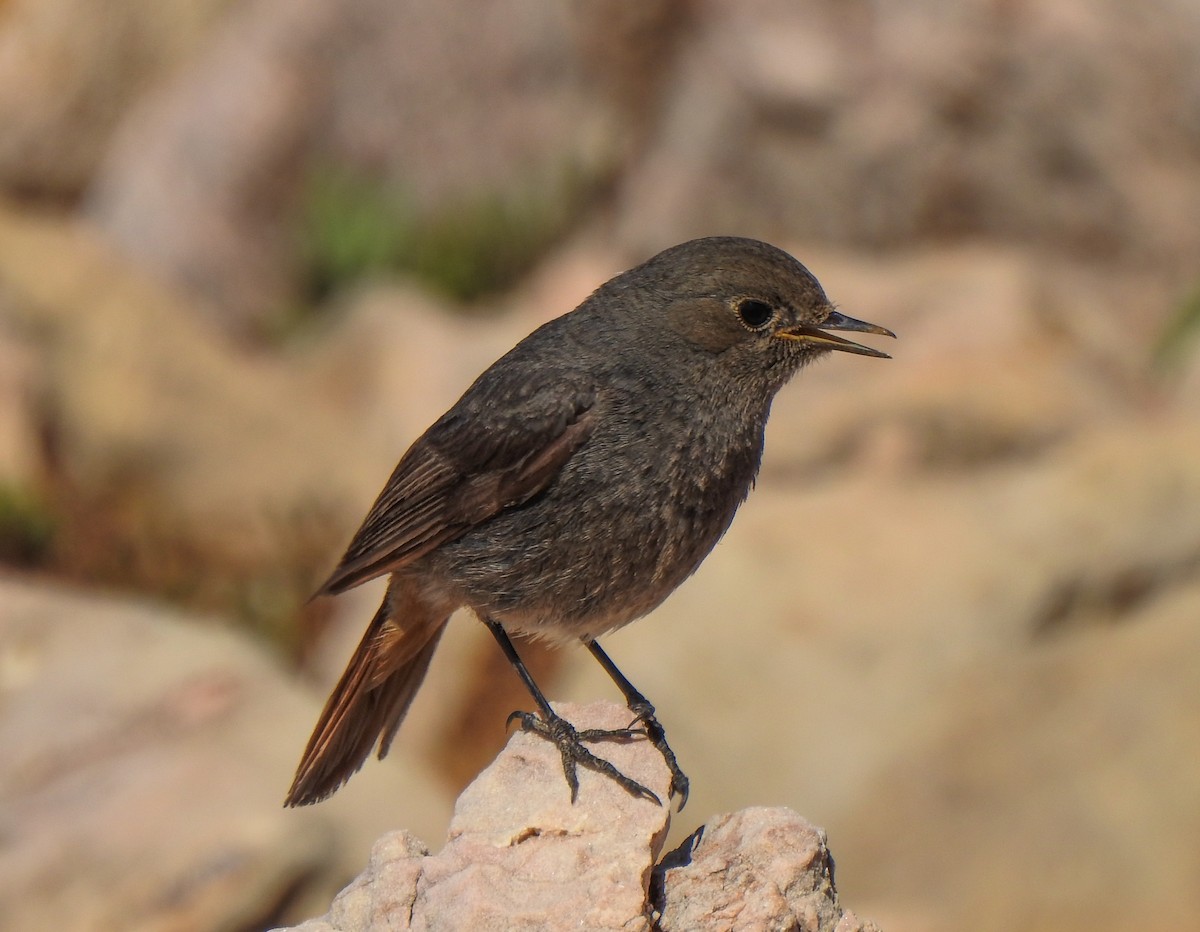 Black Redstart - ML144943601