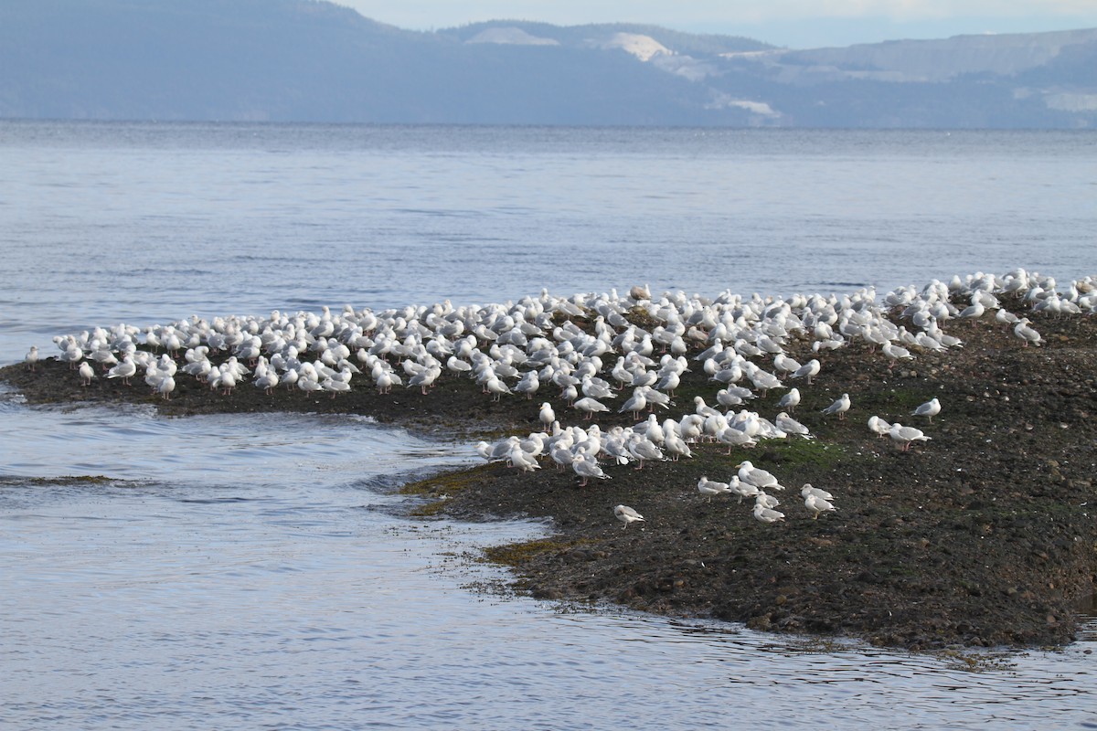 Glaucous-winged Gull - ML144943841