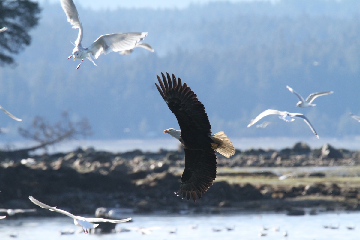 Bald Eagle - Daniel Donnecke