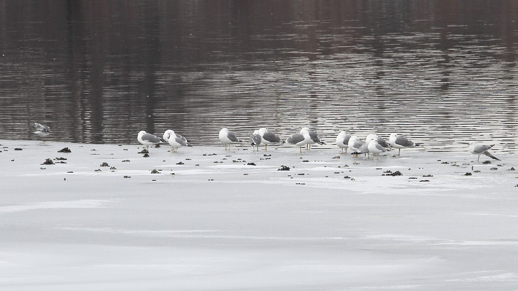 Short-billed Gull - ML144944841