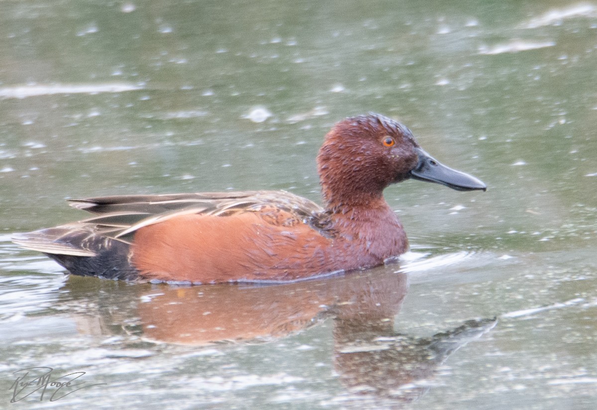 Cinnamon Teal - ML144944881