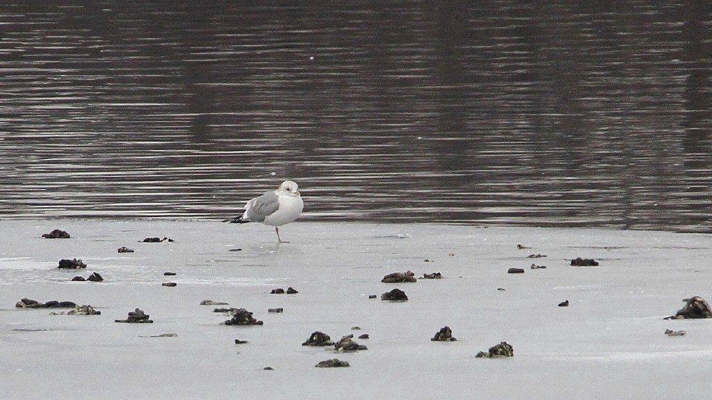 Short-billed Gull - ML144944891