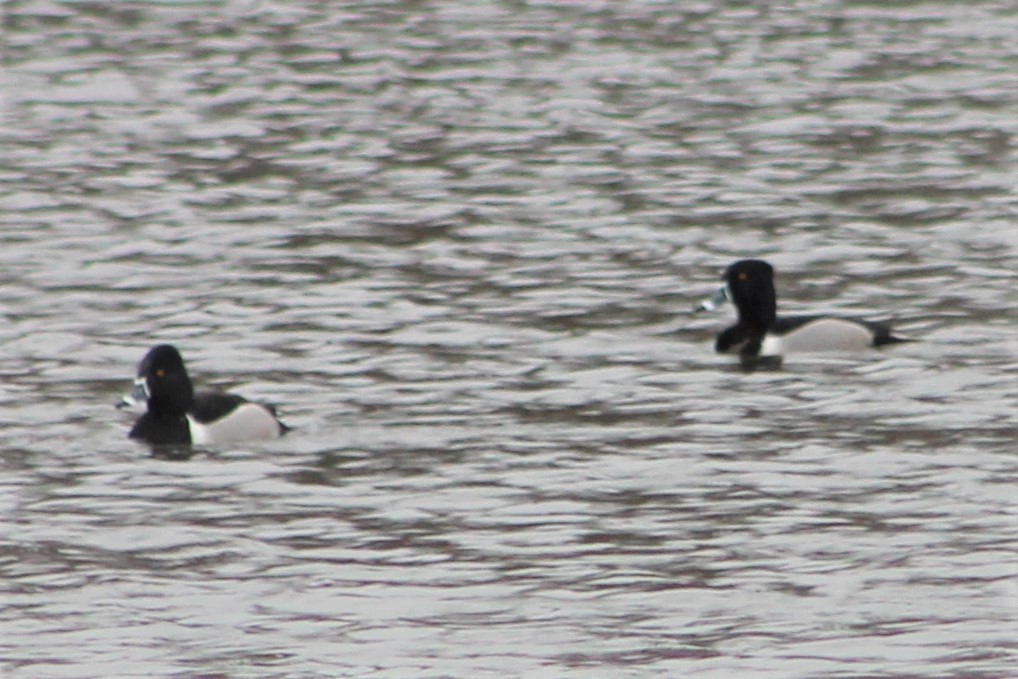 Ring-necked Duck - ML144946531