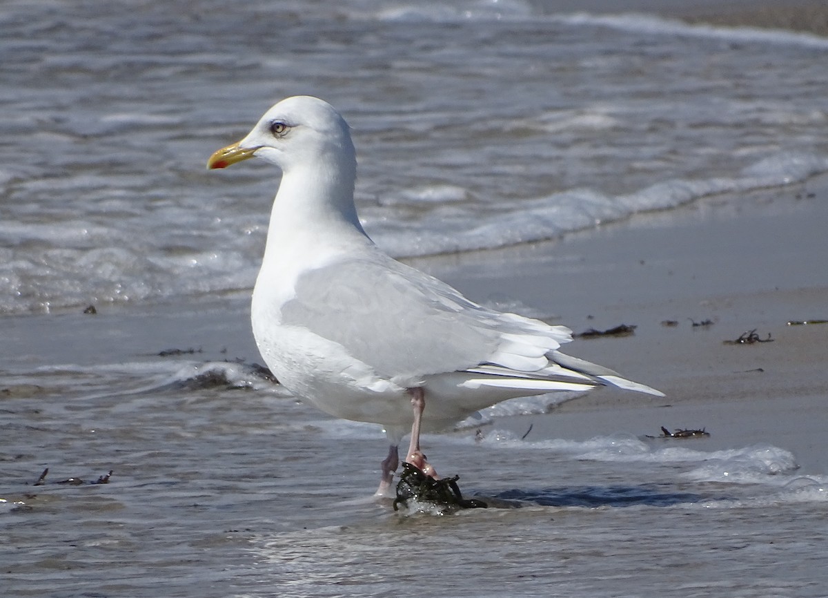 Iceland Gull - ML144947281