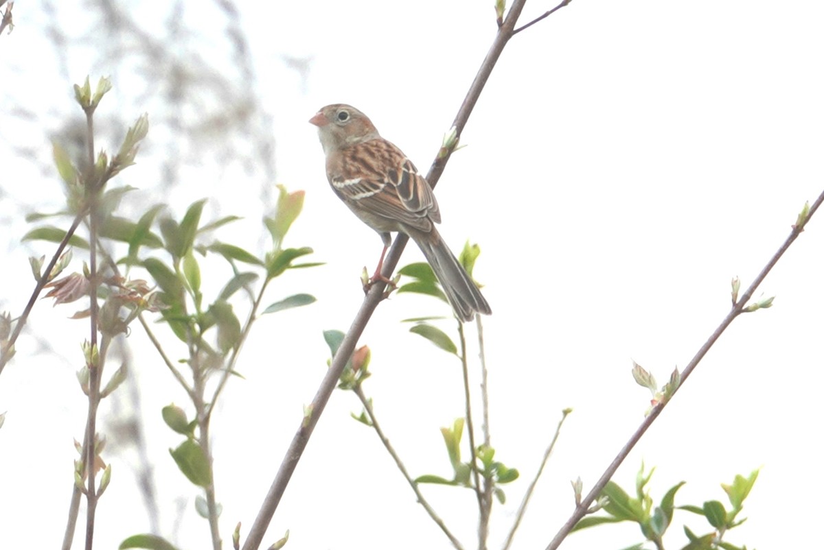 Field Sparrow - deborah grimes