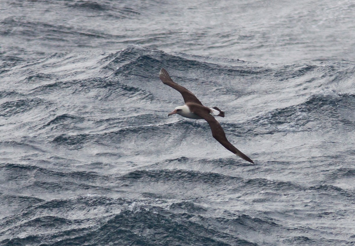 Laysan Albatross - ML144950801