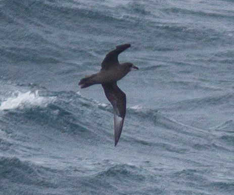 Murphy's Petrel - ML144950901