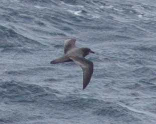 Murphy's Petrel - ML144950931