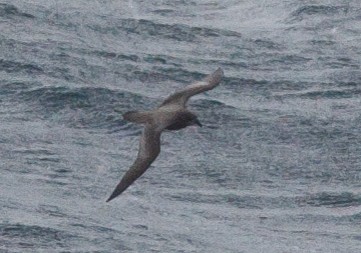 Murphy's Petrel - ML144950961