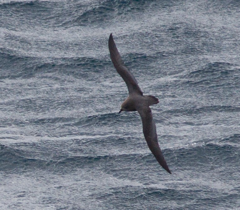 Murphy's Petrel - ML144950971